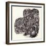 Armoured Chinese Army Elephant-Pat Nicolle-Framed Giclee Print