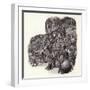 Armoured Chinese Army Elephant-Pat Nicolle-Framed Giclee Print