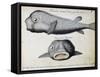 Armoured Fish-null-Framed Stretched Canvas