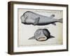 Armoured Fish-null-Framed Giclee Print