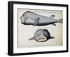 Armoured Fish-null-Framed Giclee Print