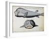 Armoured Fish-null-Framed Giclee Print