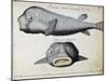 Armoured Fish-null-Mounted Giclee Print