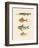 Armoured Fish-null-Framed Giclee Print