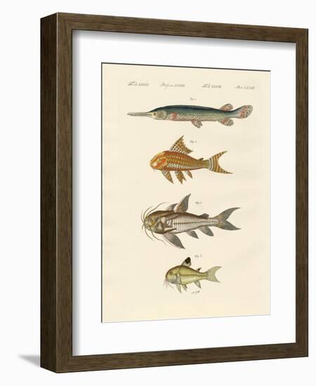 Armoured Fish-null-Framed Giclee Print