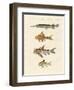 Armoured Fish-null-Framed Giclee Print