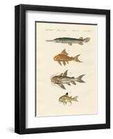 Armoured Fish-null-Framed Giclee Print