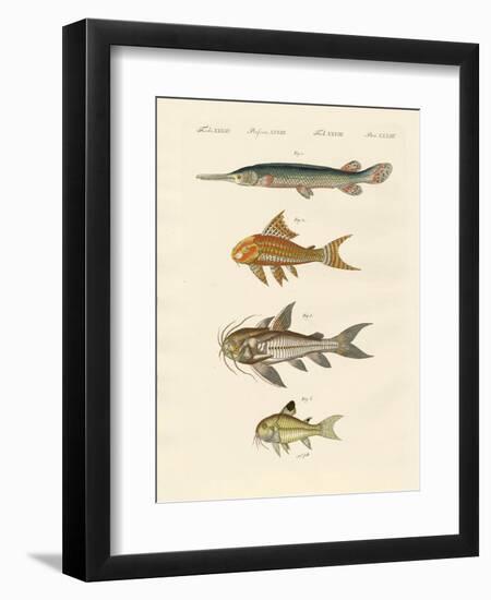 Armoured Fish-null-Framed Giclee Print