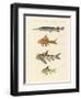 Armoured Fish-null-Framed Giclee Print