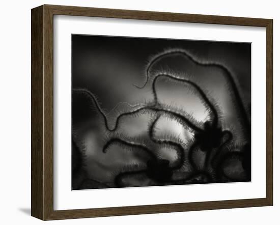 Arms of a Starfish-Henry Horenstein-Framed Premium Photographic Print