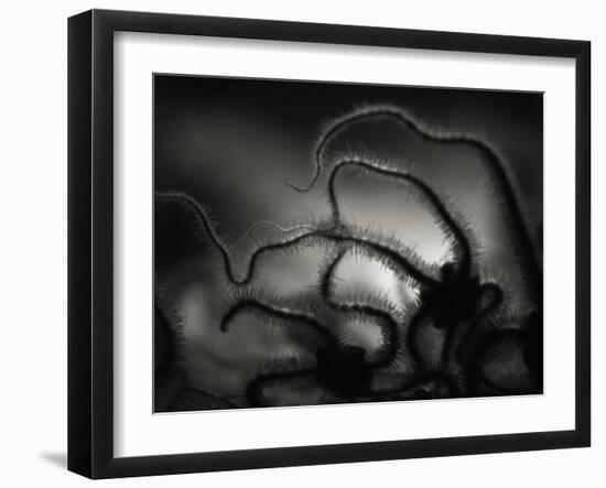 Arms of a Starfish-Henry Horenstein-Framed Premium Photographic Print