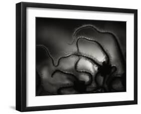 Arms of a Starfish-Henry Horenstein-Framed Premium Photographic Print