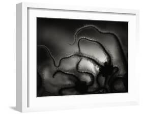 Arms of a Starfish-Henry Horenstein-Framed Premium Photographic Print