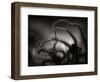 Arms of a Starfish-Henry Horenstein-Framed Photographic Print