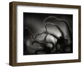 Arms of a Starfish-Henry Horenstein-Framed Photographic Print