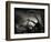 Arms of a Starfish-Henry Horenstein-Framed Photographic Print