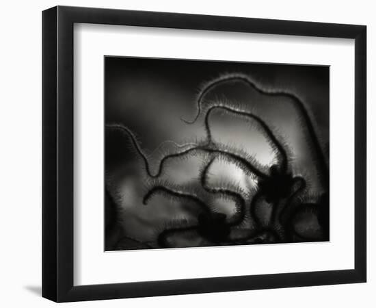 Arms of a Starfish-Henry Horenstein-Framed Photographic Print