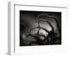 Arms of a Starfish-Henry Horenstein-Framed Photographic Print