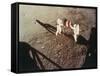 Armstrong and Aldrin Unfurl the Us Flag on the Moon, 1969-null-Framed Stretched Canvas