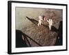 Armstrong and Aldrin Unfurl the Us Flag on the Moon, 1969-null-Framed Photographic Print