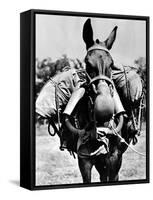 Army Mule Wearing an M-5 Type of Gas Mask-null-Framed Stretched Canvas
