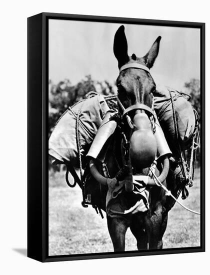 Army Mule Wearing an M-5 Type of Gas Mask-null-Framed Stretched Canvas