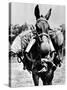 Army Mule Wearing an M-5 Type of Gas Mask-null-Stretched Canvas