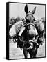 Army Mule Wearing an M-5 Type of Gas Mask-null-Framed Stretched Canvas