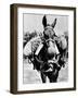 Army Mule Wearing an M-5 Type of Gas Mask-null-Framed Photo