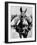 Army Mule Wearing an M-5 Type of Gas Mask-null-Framed Photo