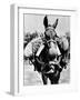 Army Mule Wearing an M-5 Type of Gas Mask-null-Framed Photo