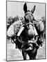 Army Mule Wearing an M-5 Type of Gas Mask-null-Mounted Photo