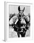 Army Mule Wearing an M-5 Type of Gas Mask-null-Framed Photo