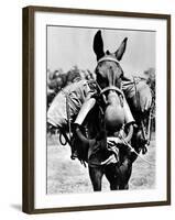 Army Mule Wearing an M-5 Type of Gas Mask-null-Framed Photo