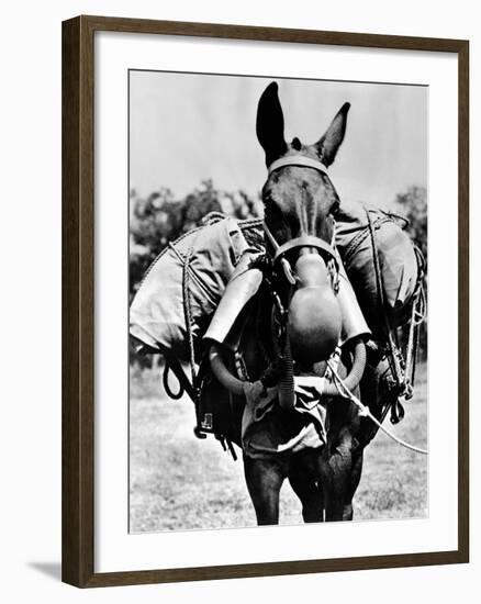 Army Mule Wearing an M-5 Type of Gas Mask-null-Framed Photo