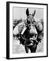 Army Mule Wearing an M-5 Type of Gas Mask-null-Framed Photo