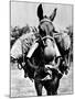 Army Mule Wearing an M-5 Type of Gas Mask-null-Mounted Photo