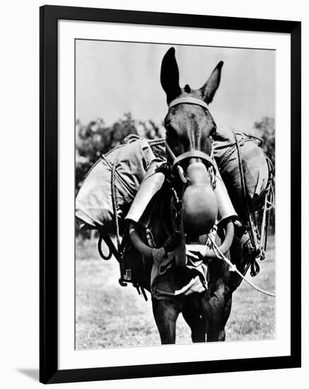 Army Mule Wearing an M-5 Type of Gas Mask-null-Framed Photo