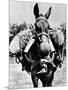 Army Mule Wearing an M-5 Type of Gas Mask-null-Mounted Photo