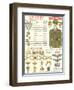 Army Officers Insignia-null-Framed Art Print