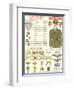 Army Officers Insignia-null-Framed Art Print