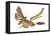 Armyworm Moth, Caterpillar, and Pupae (Mythimna Unipuncta), Insects-Encyclopaedia Britannica-Framed Stretched Canvas