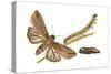 Armyworm Moth, Caterpillar, and Pupae (Mythimna Unipuncta), Insects-Encyclopaedia Britannica-Stretched Canvas
