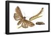 Armyworm Moth, Caterpillar, and Pupae (Mythimna Unipuncta), Insects-Encyclopaedia Britannica-Framed Poster