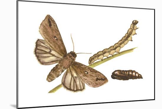 Armyworm Moth, Caterpillar, and Pupae (Mythimna Unipuncta), Insects-Encyclopaedia Britannica-Mounted Poster