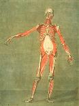 Superficial Muscular System of the Front of the Body-Arnauld Eloi Gautier D'agoty-Framed Stretched Canvas