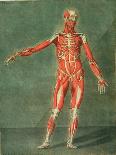 Superficial Muscular System of the Front of the Body-Arnauld Eloi Gautier D'agoty-Stretched Canvas