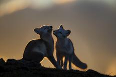 Arctic Fox-Arne K Mala-Photographic Print