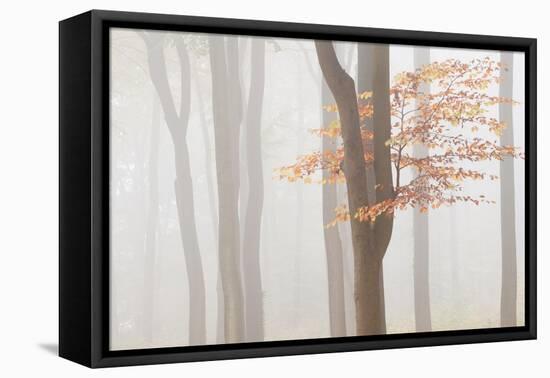 Arnhem Park Zypendaal-Wilco Dragt-Framed Stretched Canvas