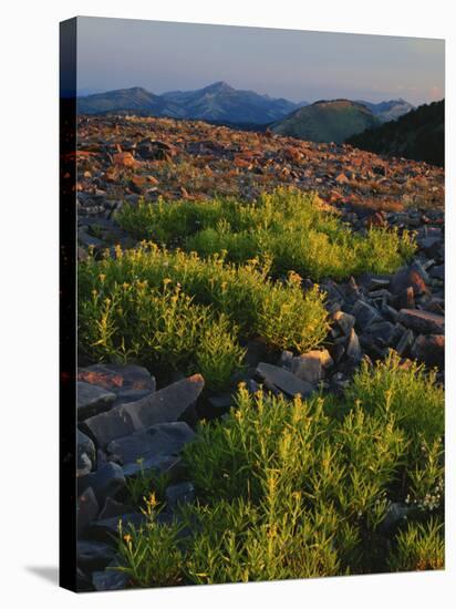 Arnica and Broken Rocks on Ridge Near Mount Isabel, Bridger National Forest, Wyoming, USA-Scott T. Smith-Stretched Canvas